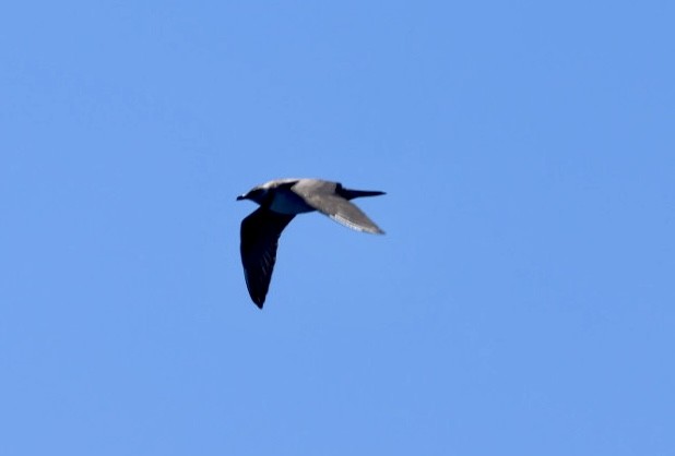 Long-tailed Jaeger - ML614293001