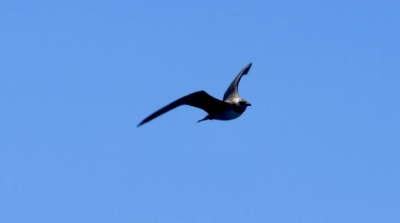 Long-tailed Jaeger - ML614293003