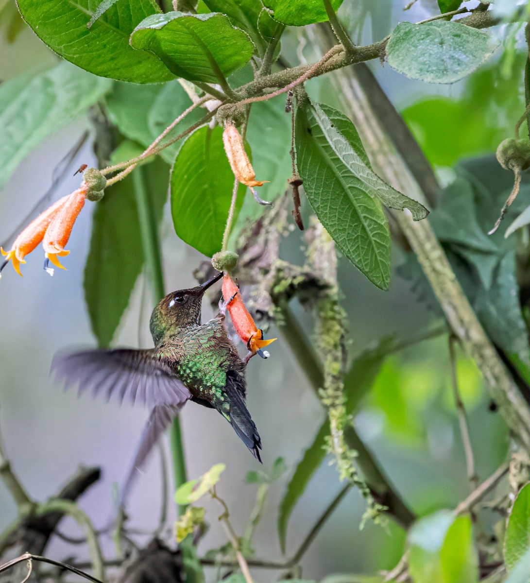 kolibřík ostrozobý - ML614293012