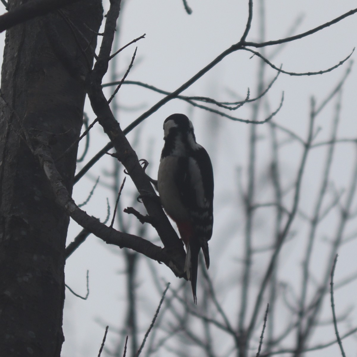 Great Spotted Woodpecker - ML614293015