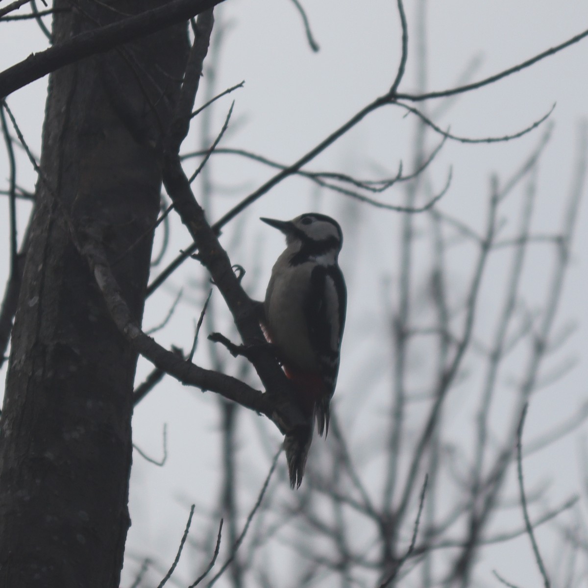 Great Spotted Woodpecker - ML614293016