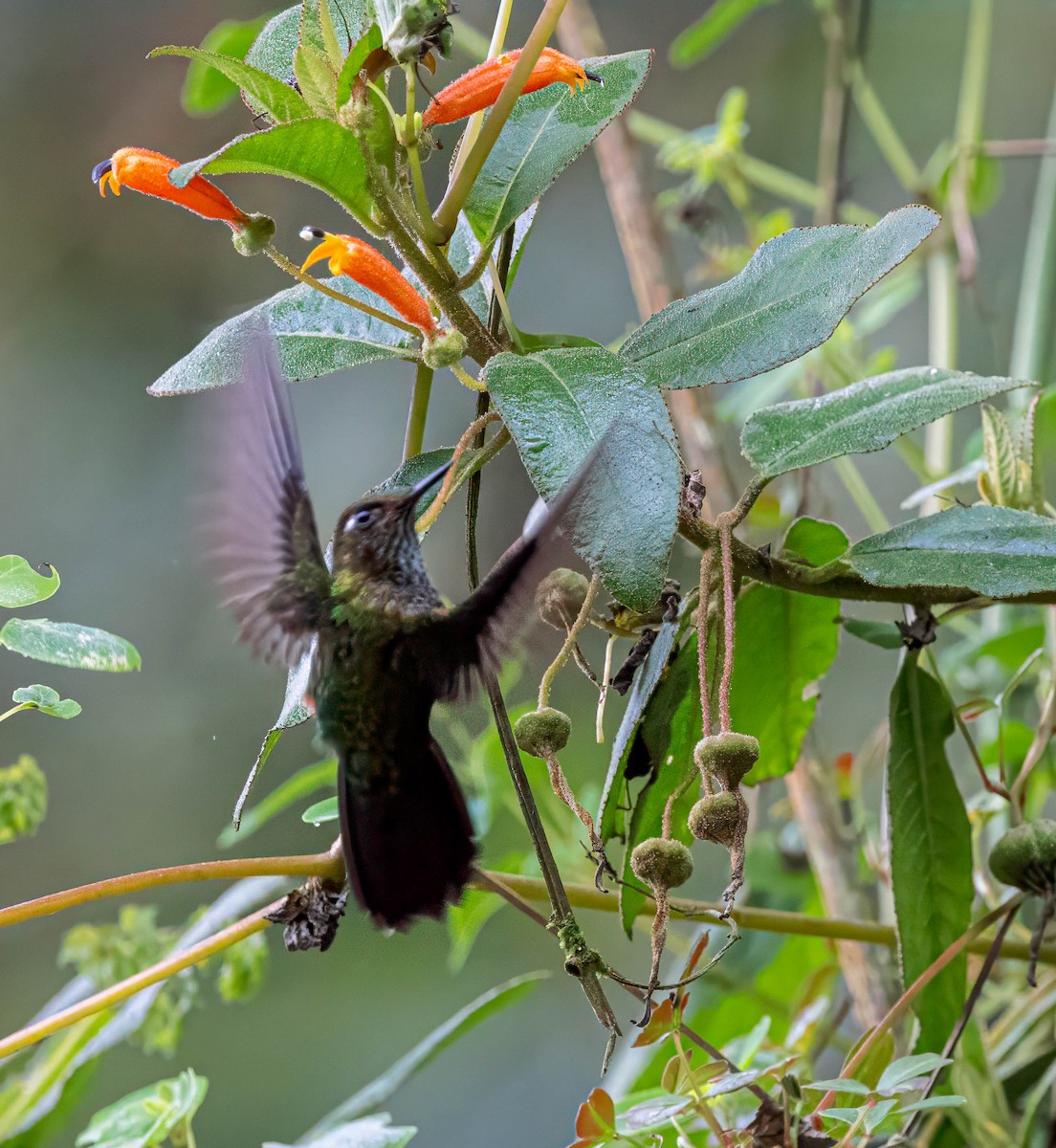 kolibřík ostrozobý - ML614293034