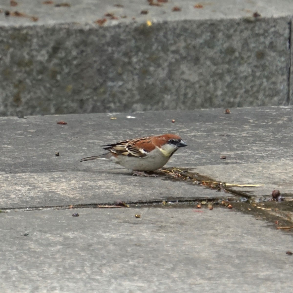 Russet Sparrow - ML614293046