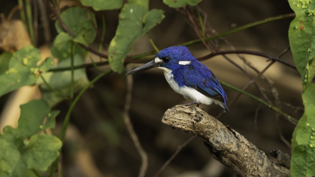 Little Kingfisher - Markus Craig