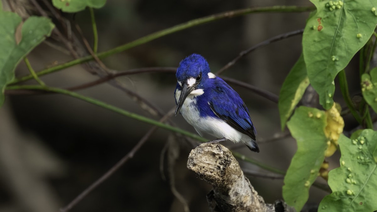 Little Kingfisher - ML614293155