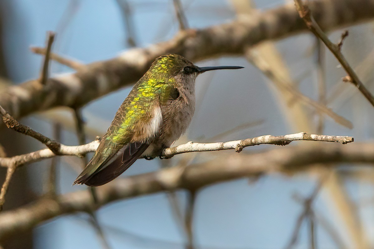 Colibri à gorge noire - ML614293357