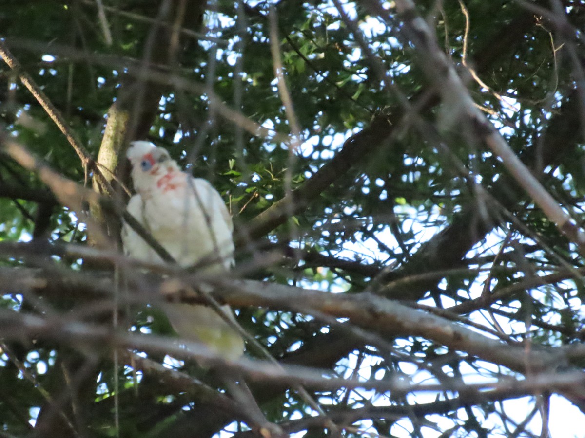 Long-billed Corella - ML614293382