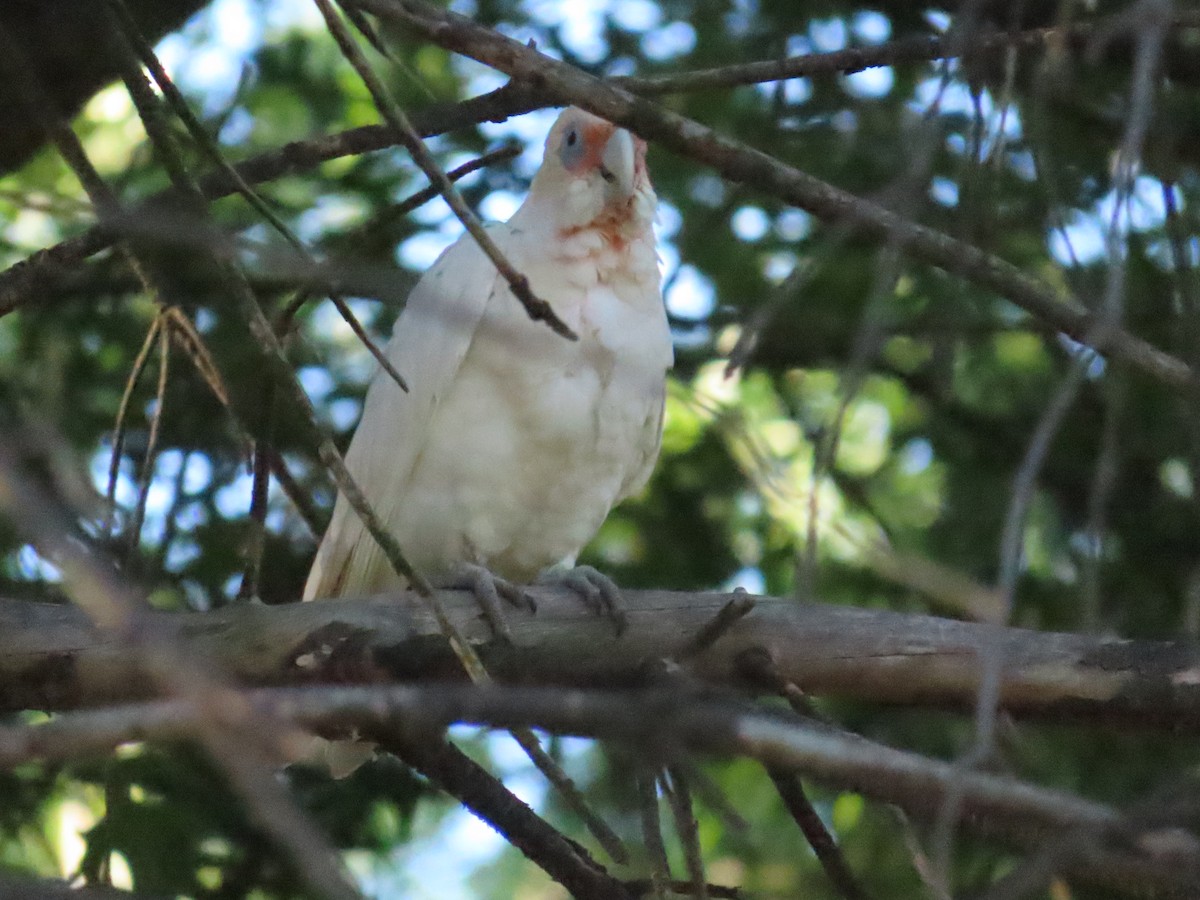 Long-billed Corella - ML614293385