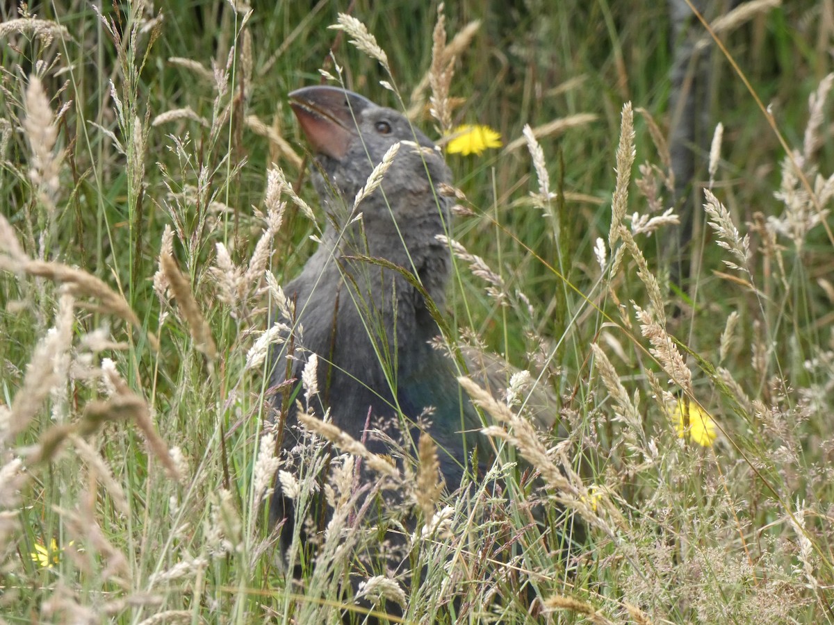 South Island Takahe - Christian Cosgrove