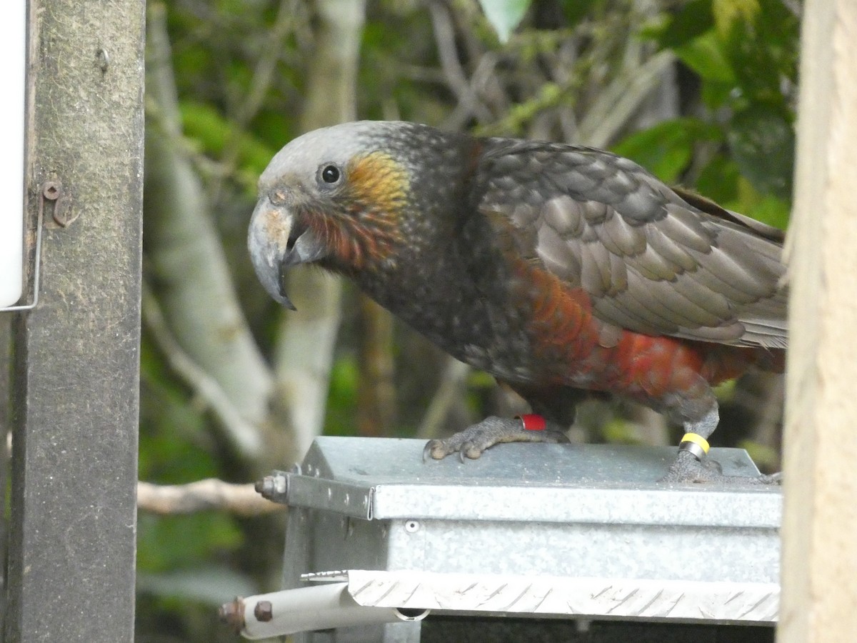 New Zealand Kaka - ML614293416