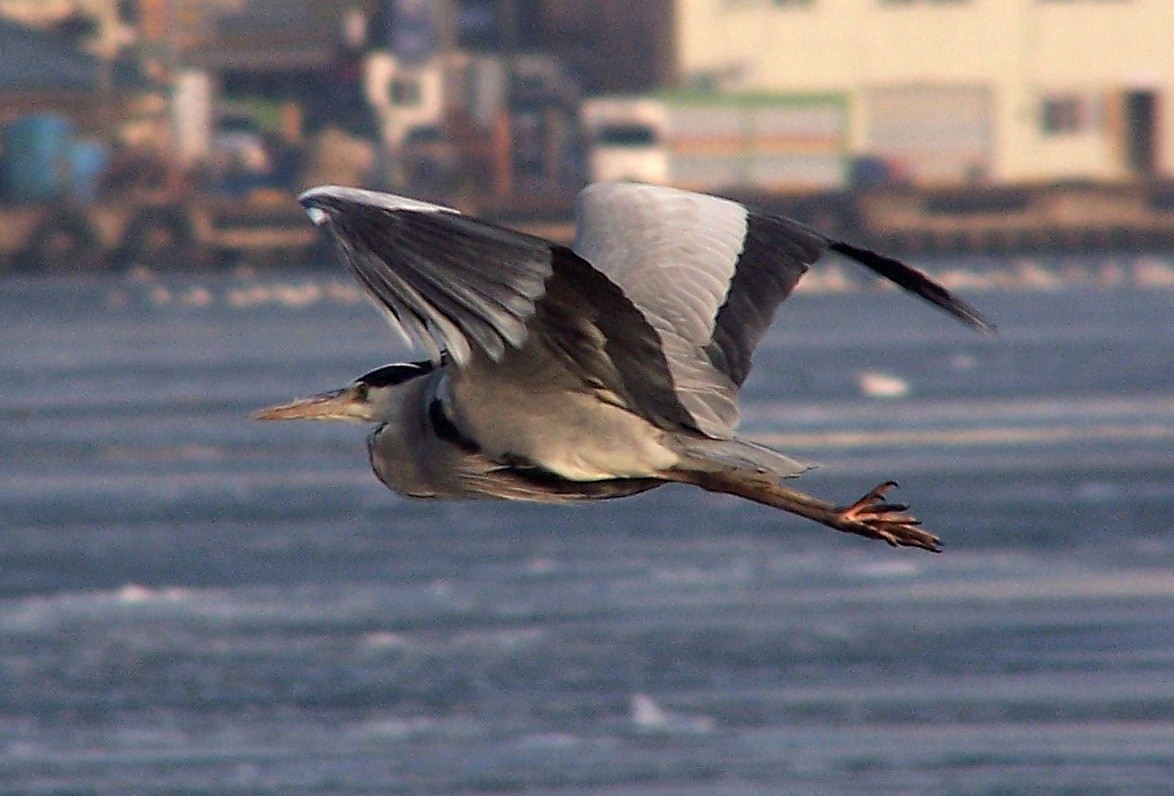 Gray Heron - Charles Lam