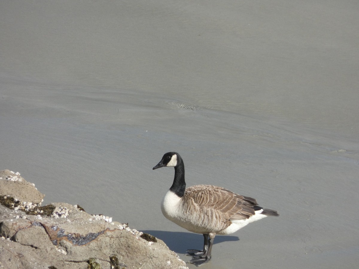 Canada Goose - Christian Cosgrove