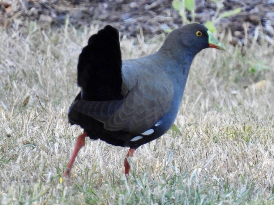 Black-tailed Nativehen - ML614293469