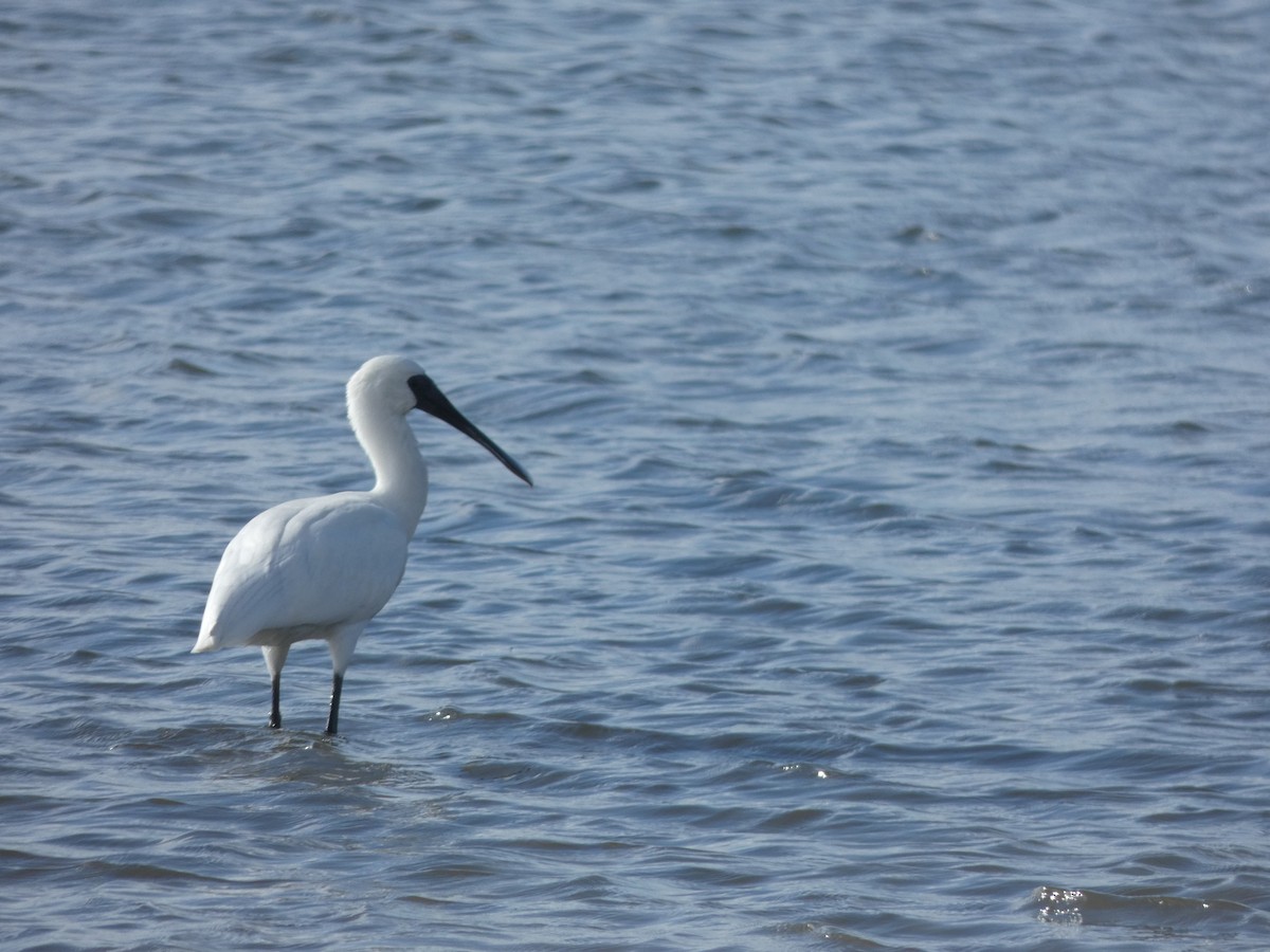 Royal Spoonbill - ML614293489