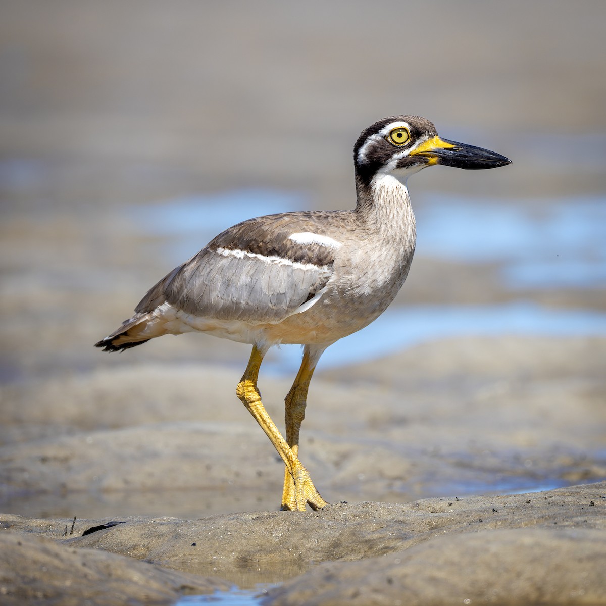 Beach Thick-knee - ML614293500