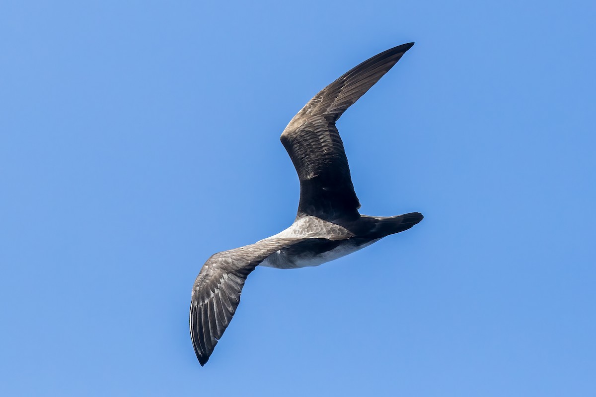 Petrel del Herald - ML614293504