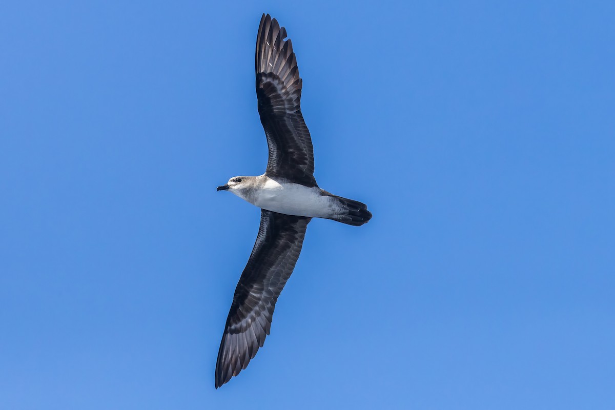 Herald Petrel - ML614293505