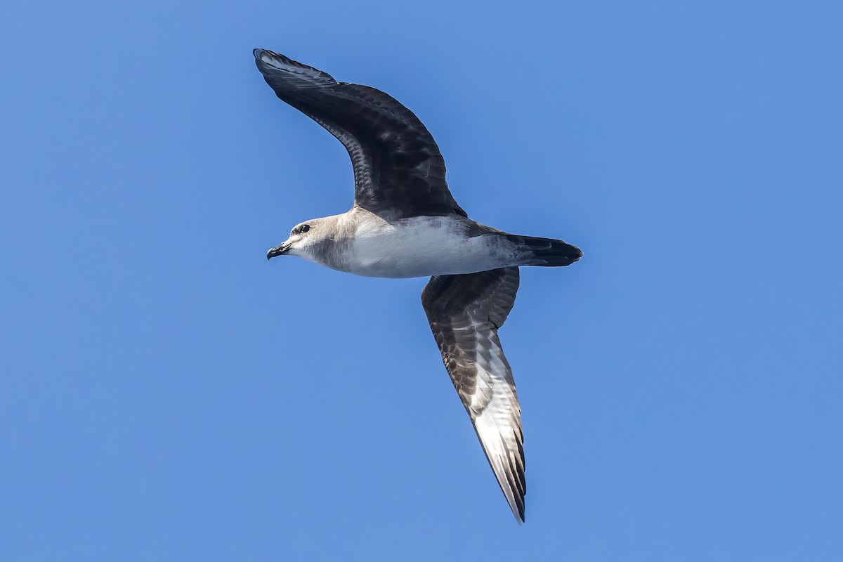 Herald Petrel - ML614293507