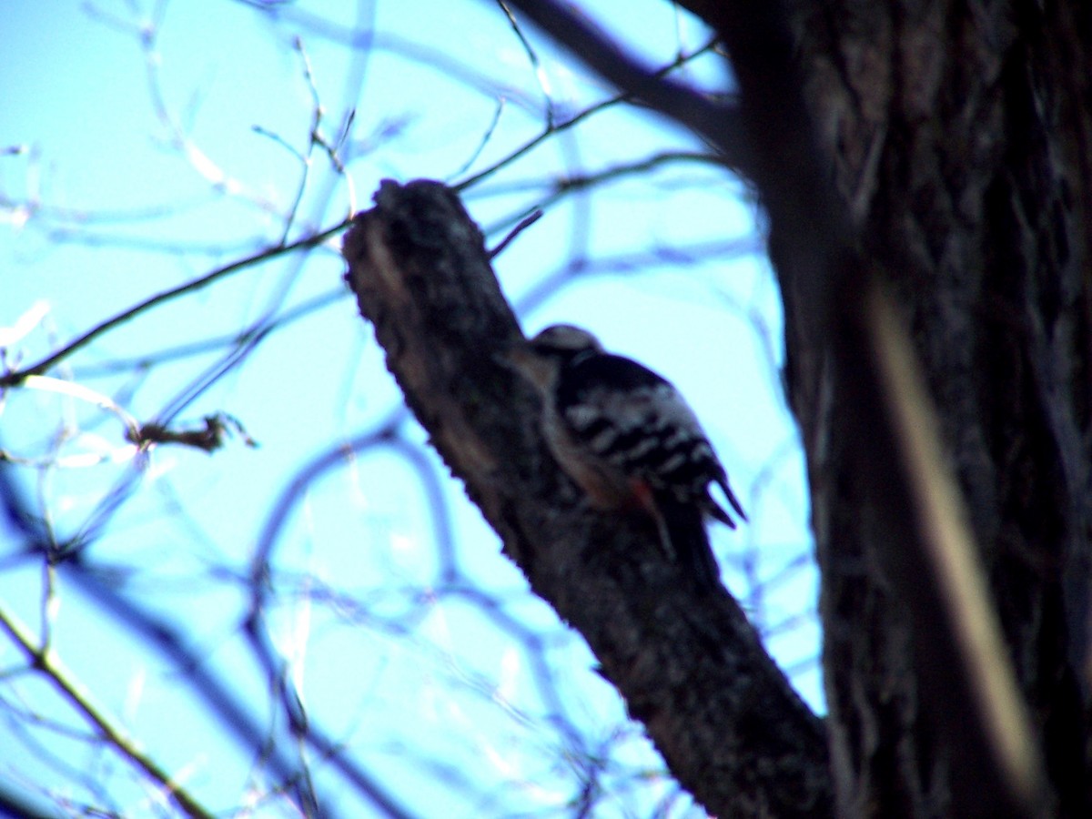 Japanese Pygmy Woodpecker - ML614293508