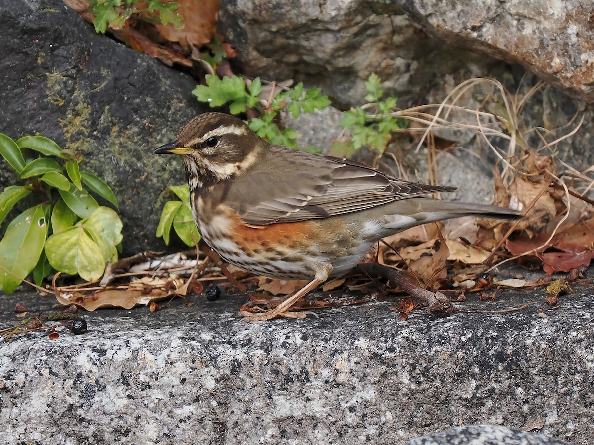 Redwing - ML614293578