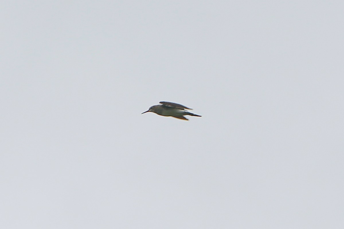 Green Sandpiper - ML614293666