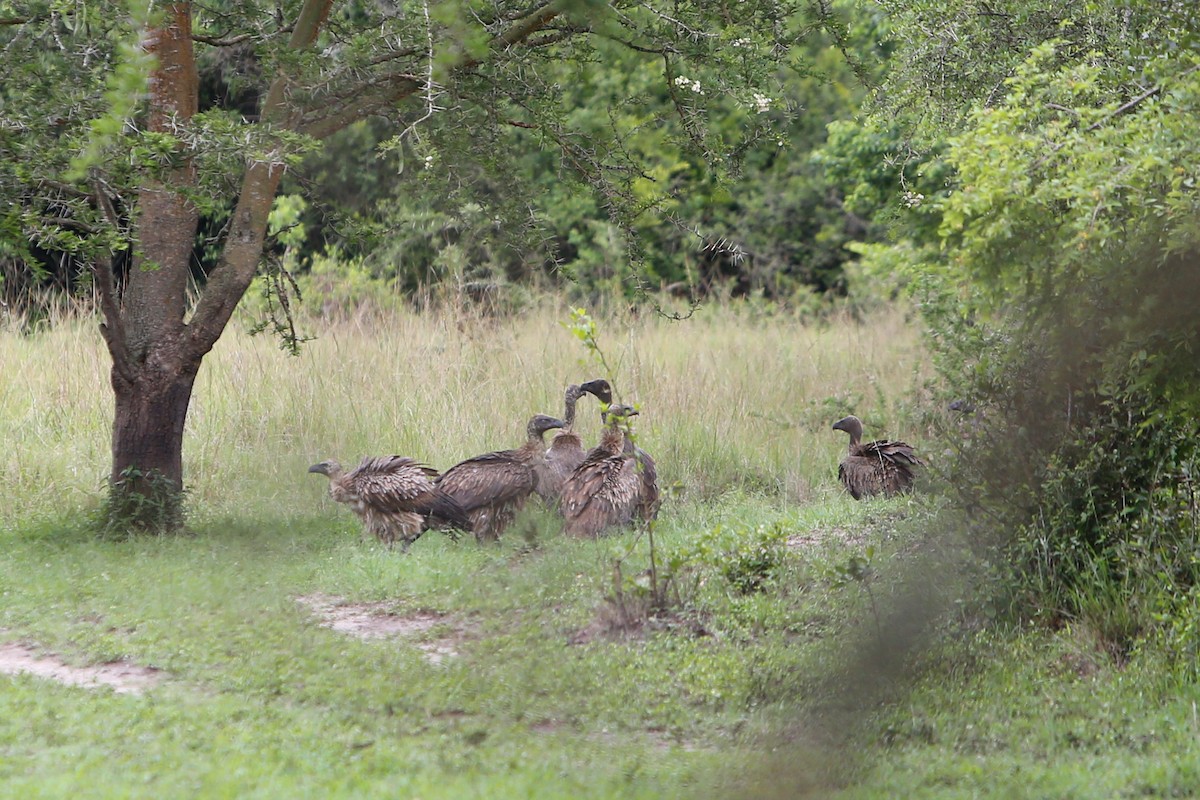 White-backed Vulture - ML614293677