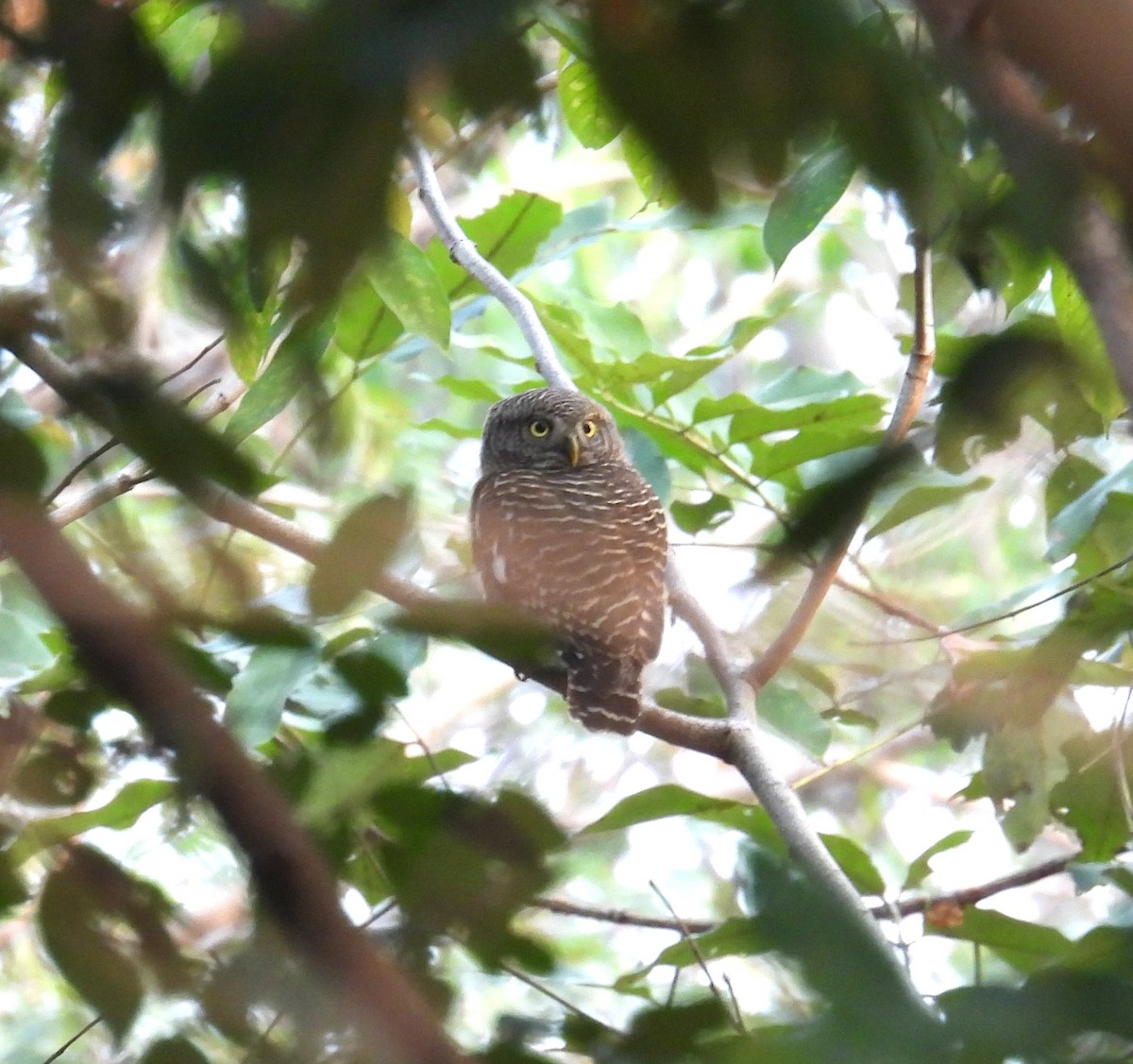 Asian Barred Owlet - ML614293688