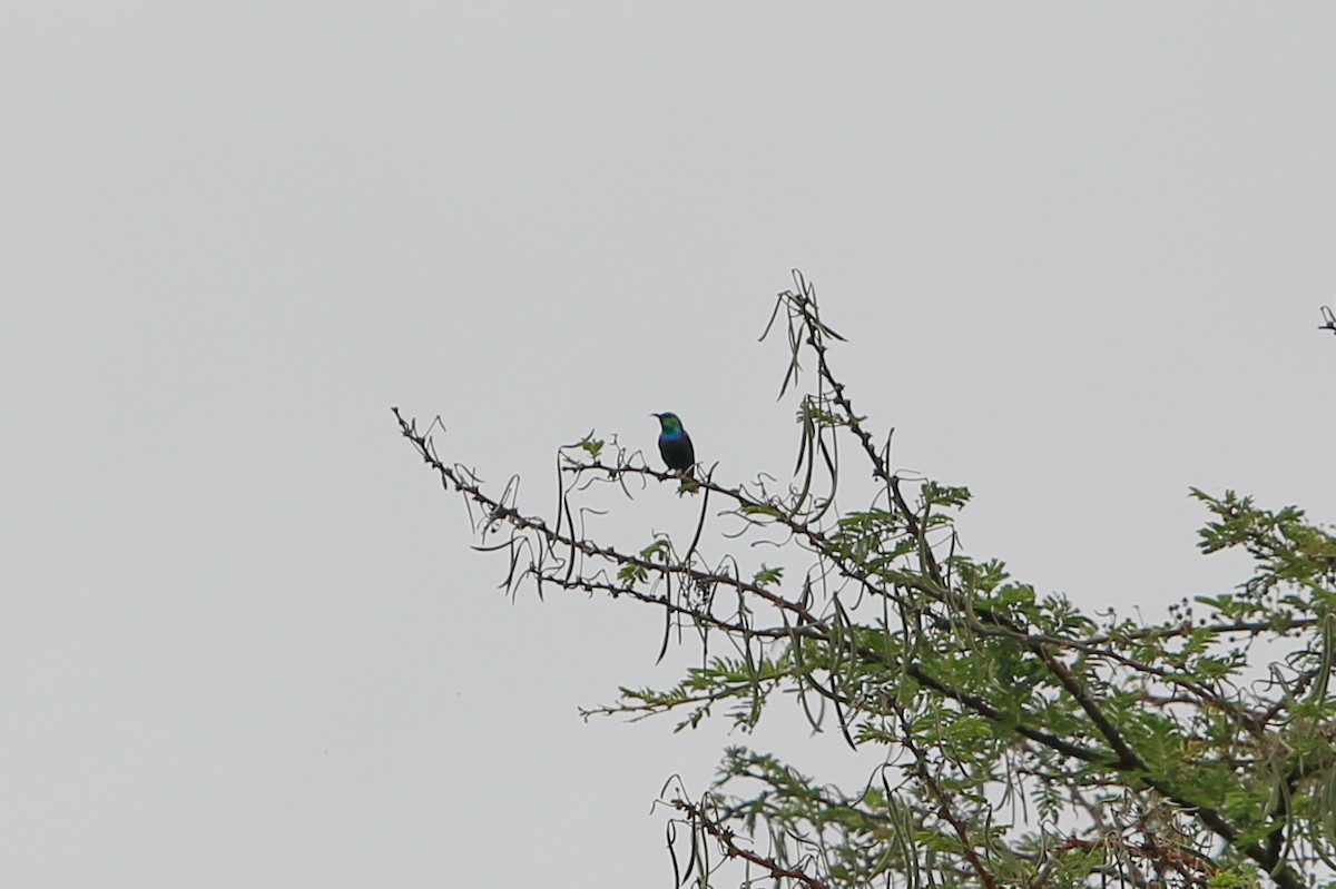 Purple-banded Sunbird - ML614293712