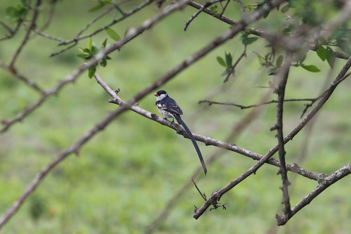 Pin-tailed Whydah - ML614293715