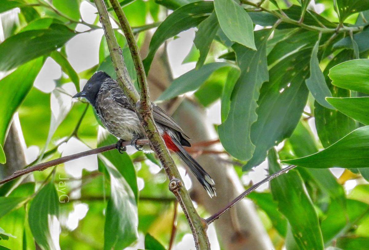 Red-vented Bulbul - ML614293722