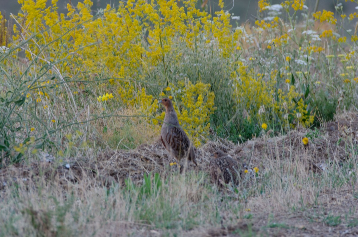 Gray Partridge - ML614293815