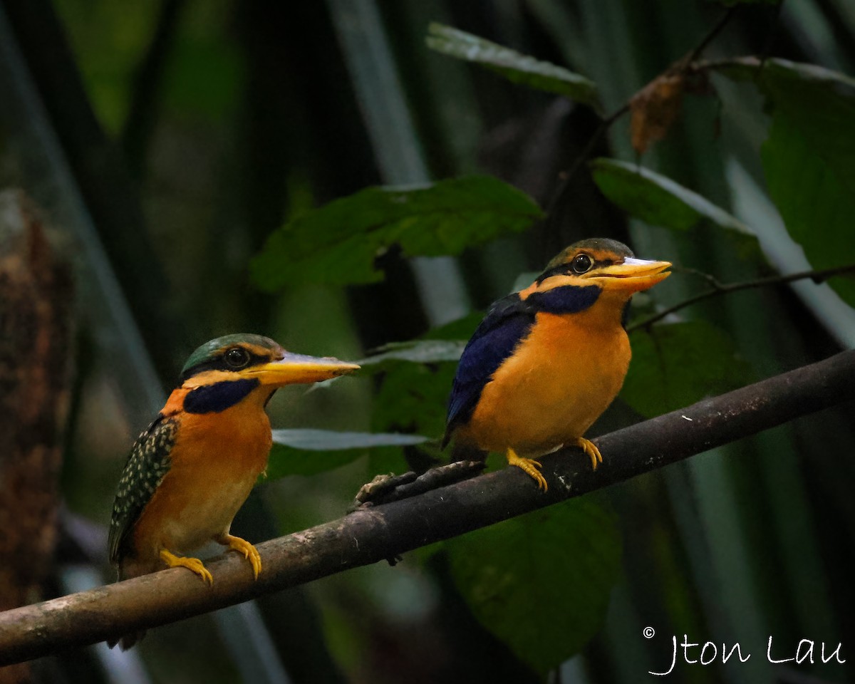 Rufous-collared Kingfisher - Chai Thiam Lau