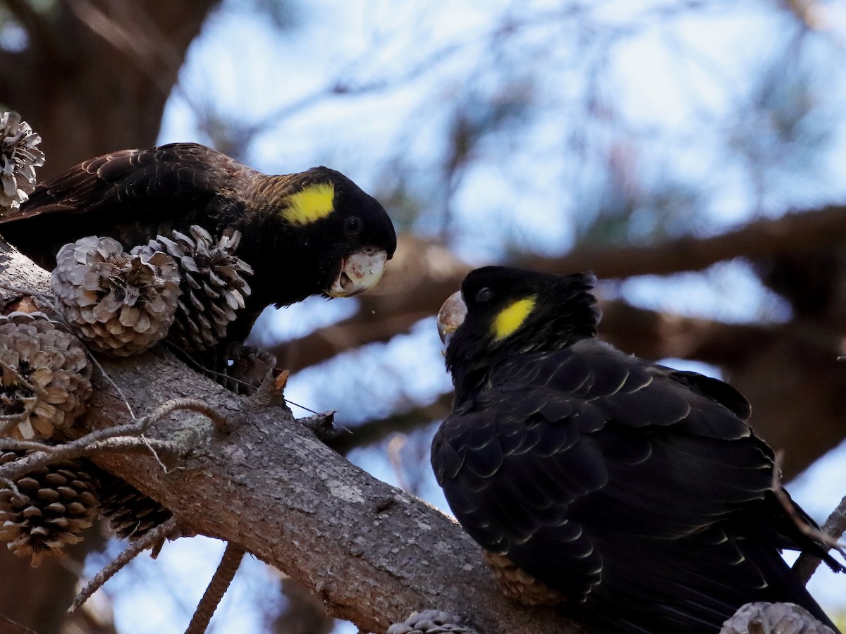 Cacatúa Fúnebre Coliamarilla - ML614293856