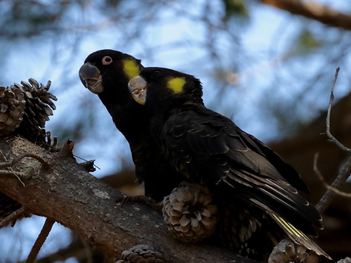 Yellow-tailed Black-Cockatoo - ML614293857