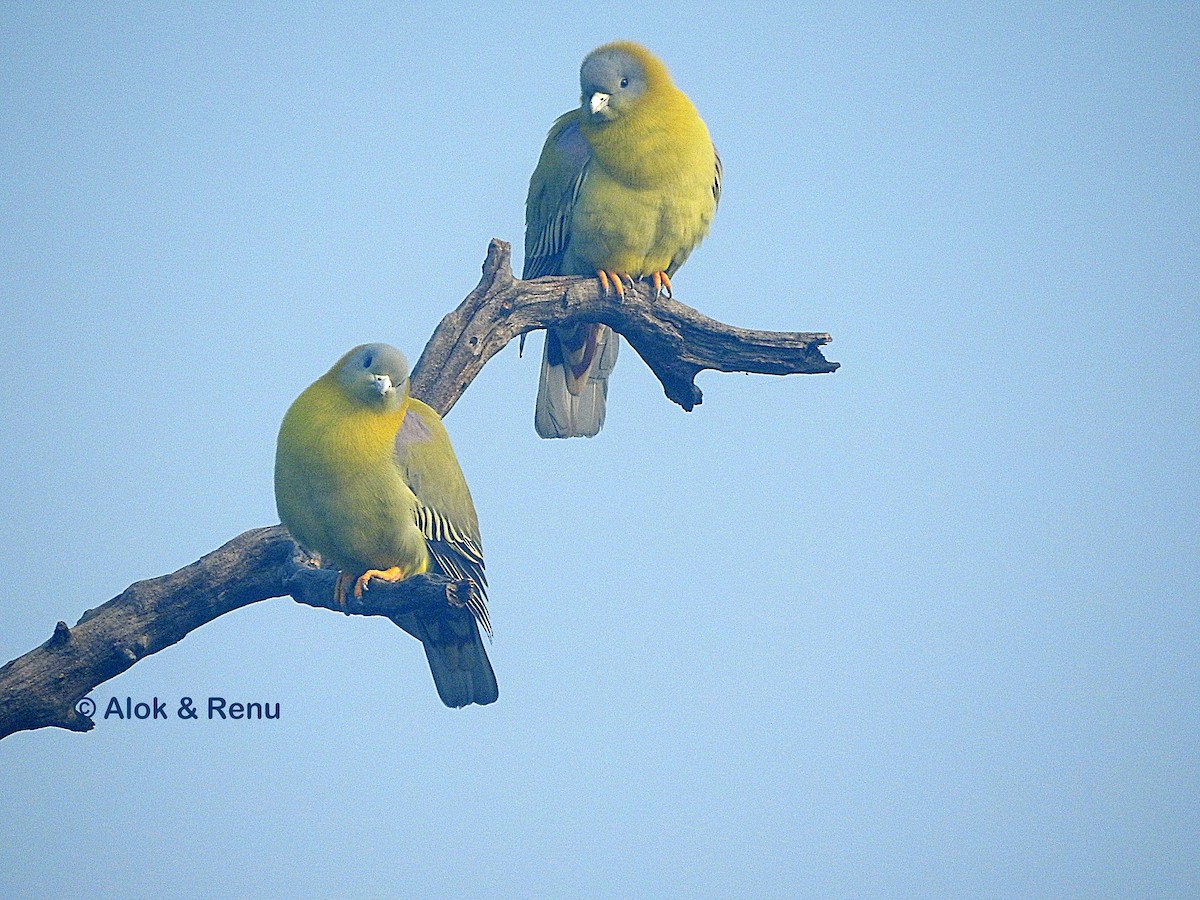 Yellow-footed Green-Pigeon - Alok Tewari