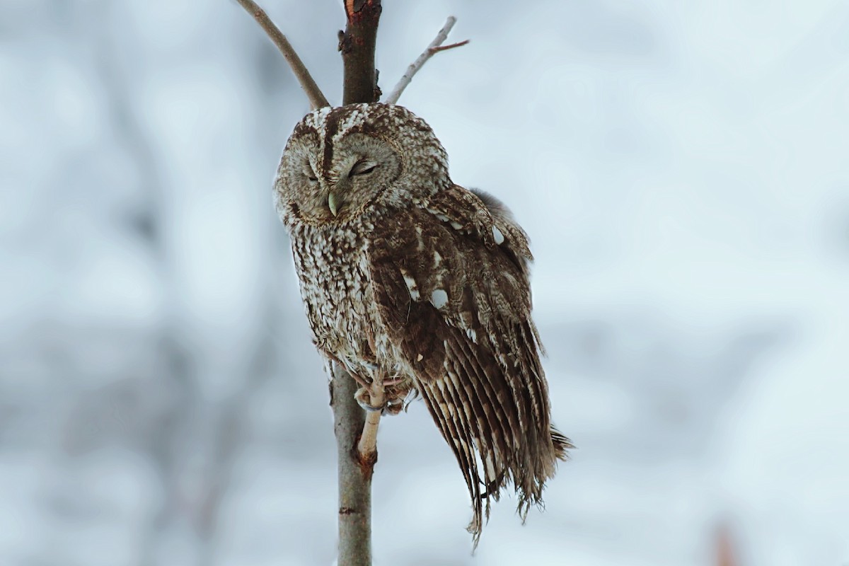 Tawny Owl - Mohd Ayoub