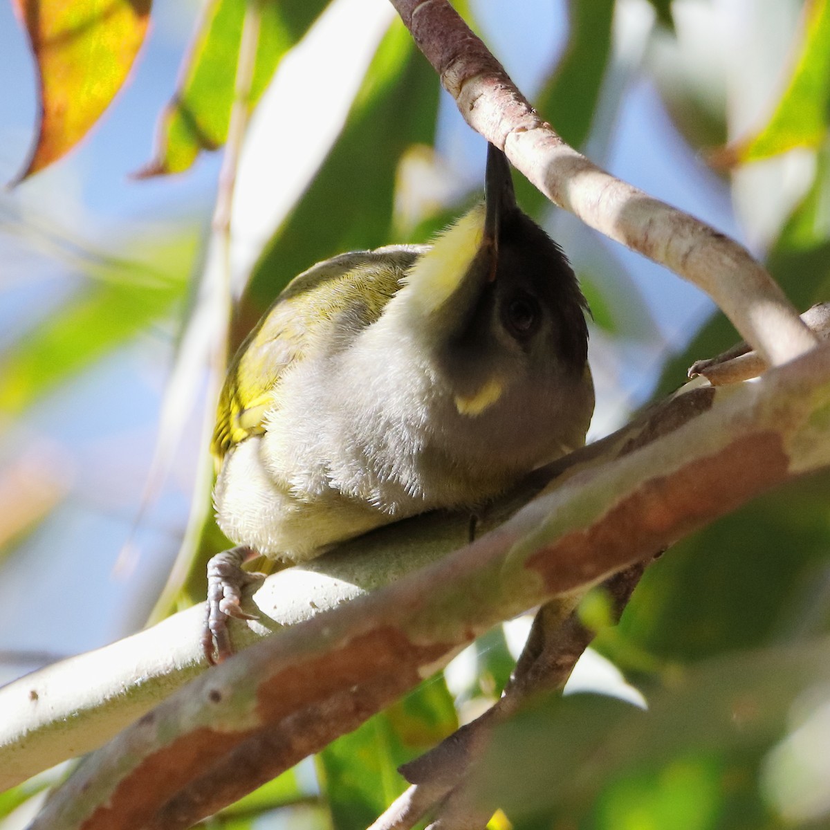 Yellow-throated Honeyeater - ML614293978