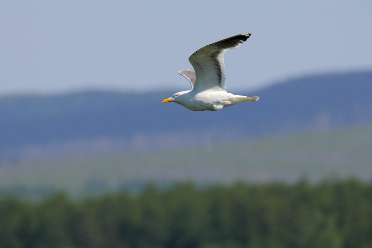 Gaviota de Kamchatka - ML614293989