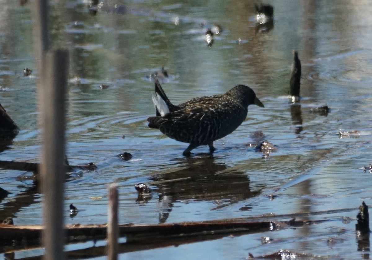 Australian Crake - ML614294014