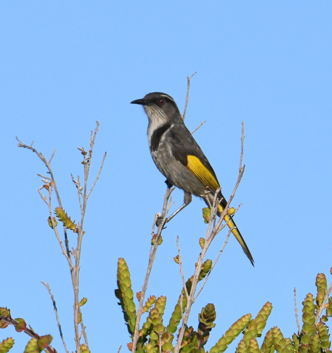 Crescent Honeyeater - ML614294024