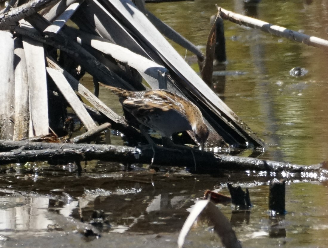 Baillon's Crake - ML614294026