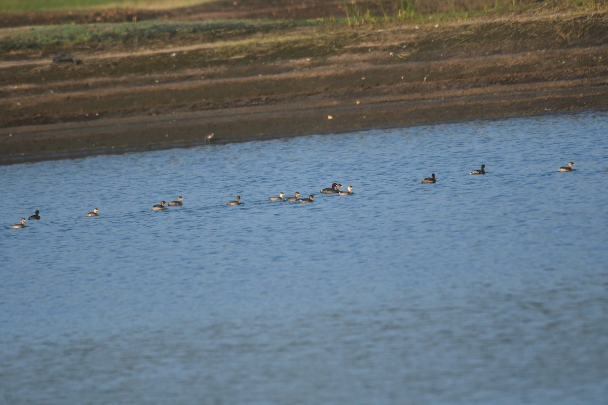 Little Grebe - ML614294069