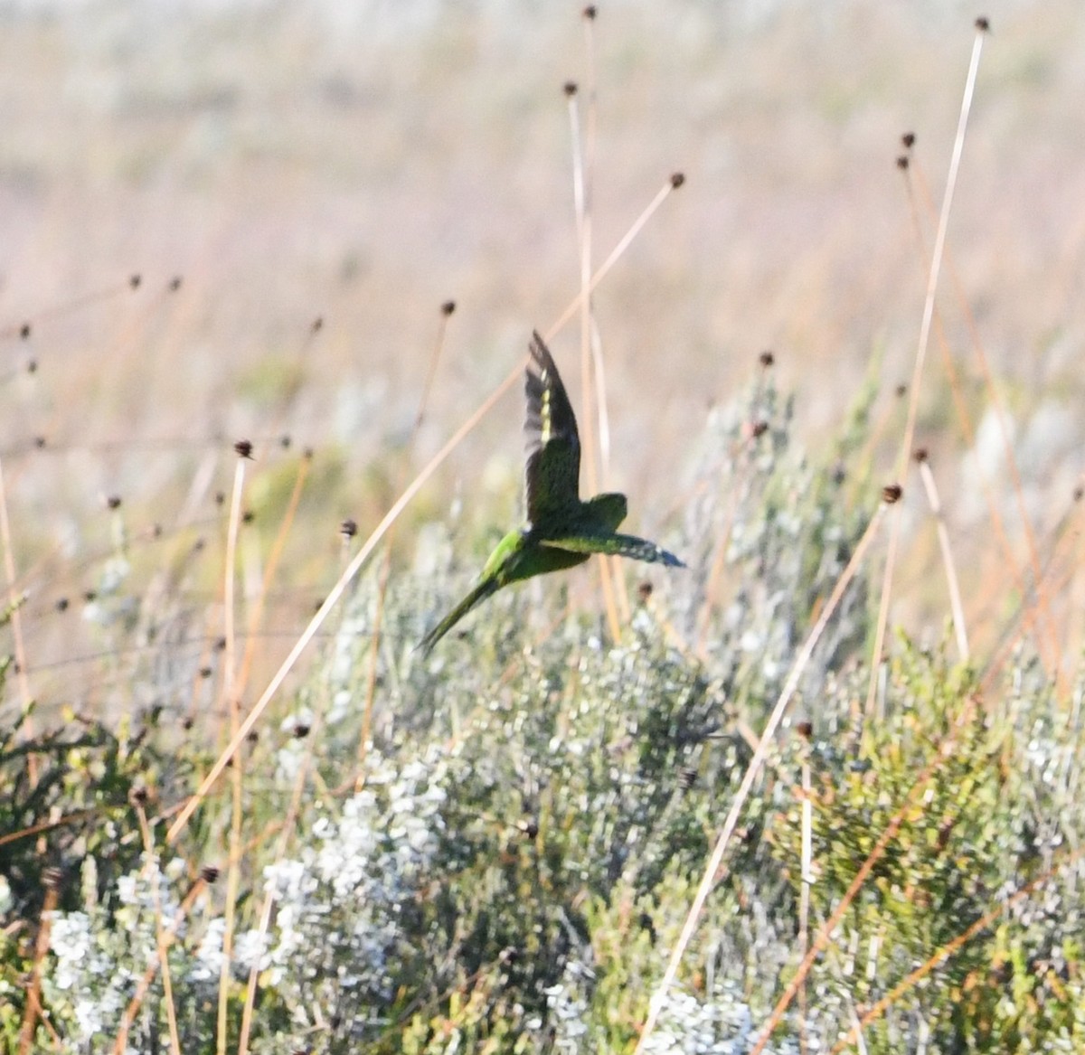 Ground Parrot - ML614294071