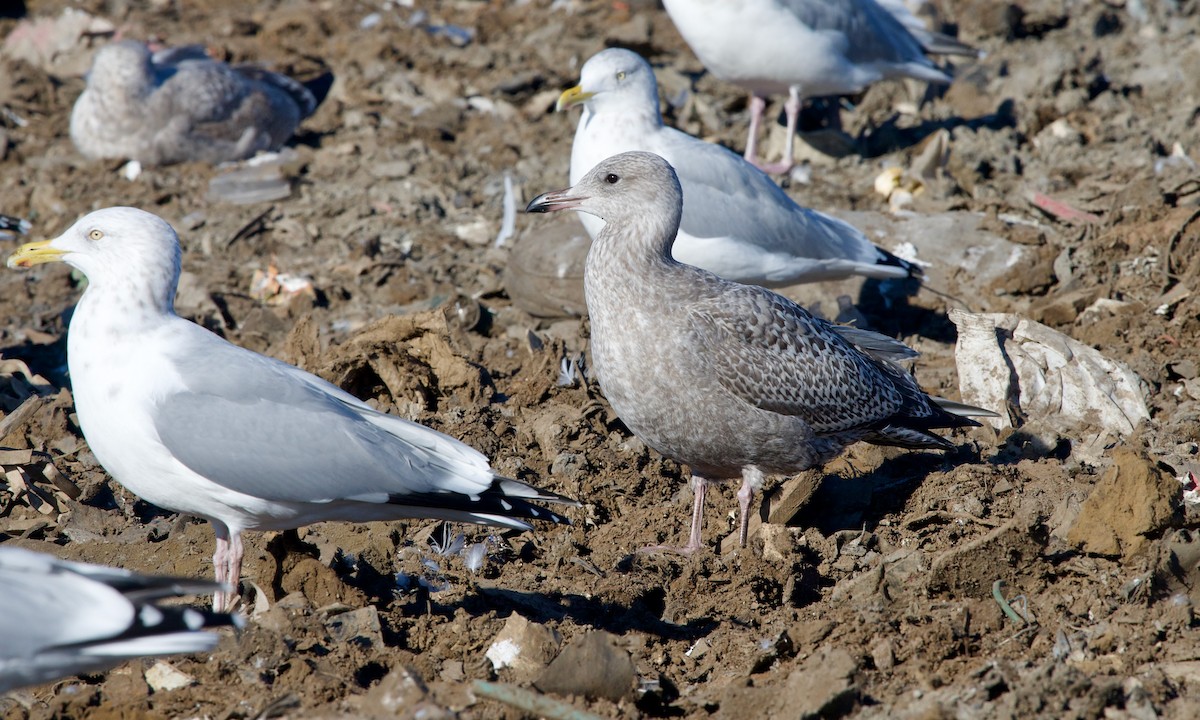 Herring Gull - ML614294100