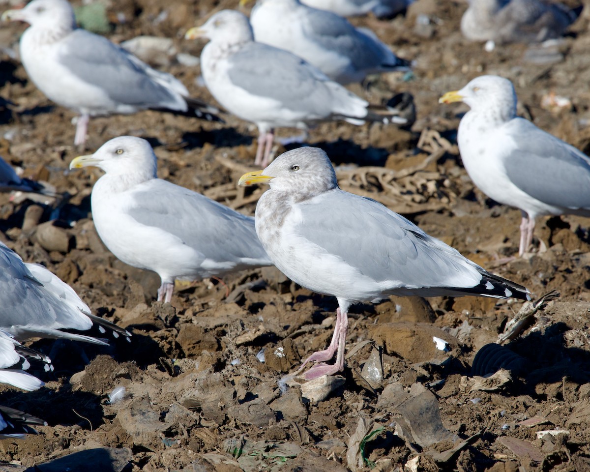 Herring Gull - ML614294101