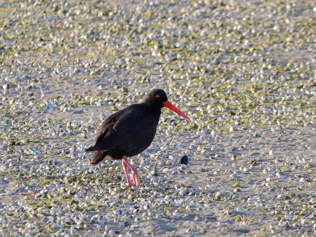 Sooty Oystercatcher - ML614294293