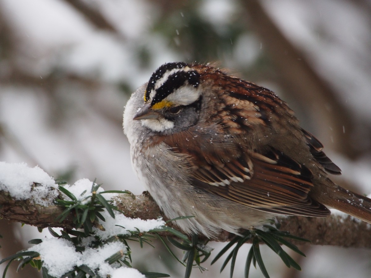 White-throated Sparrow - ML614294303