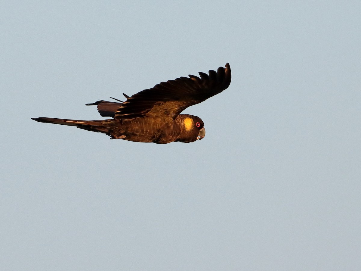 Cacatúa Fúnebre Coliamarilla - ML614294309