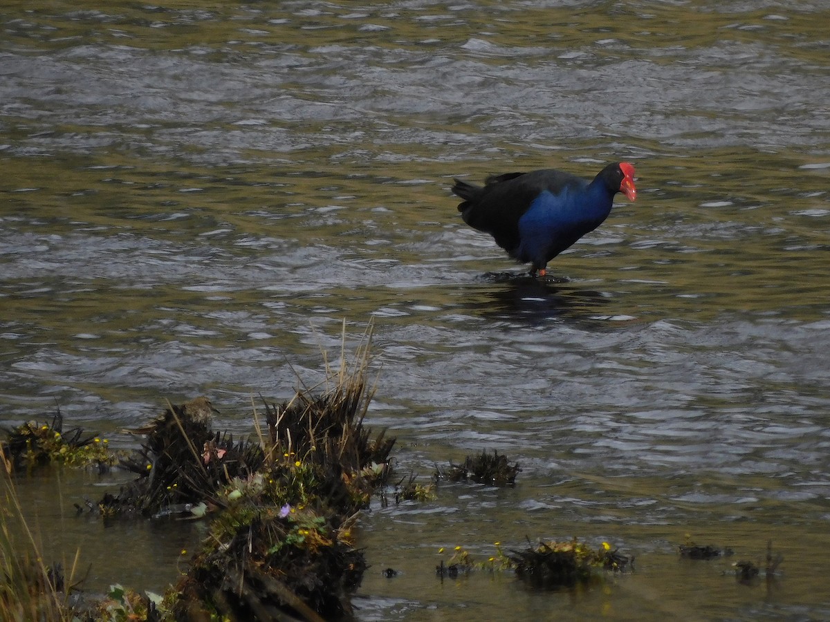 Australasian Swamphen - ML614294318