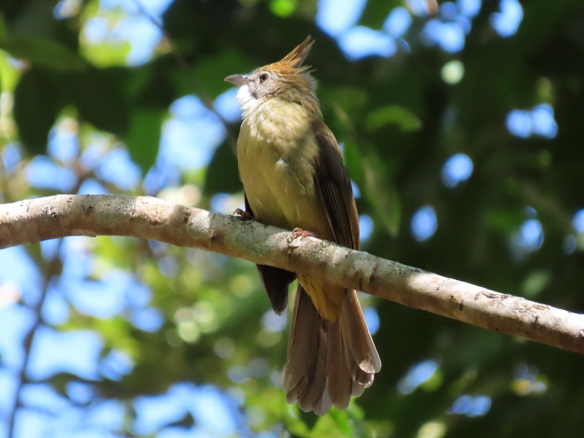 Puff-throated Bulbul - ML614294432